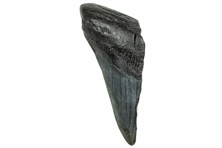 Partial Fossil Megalodon Tooth - South Carolina #328990